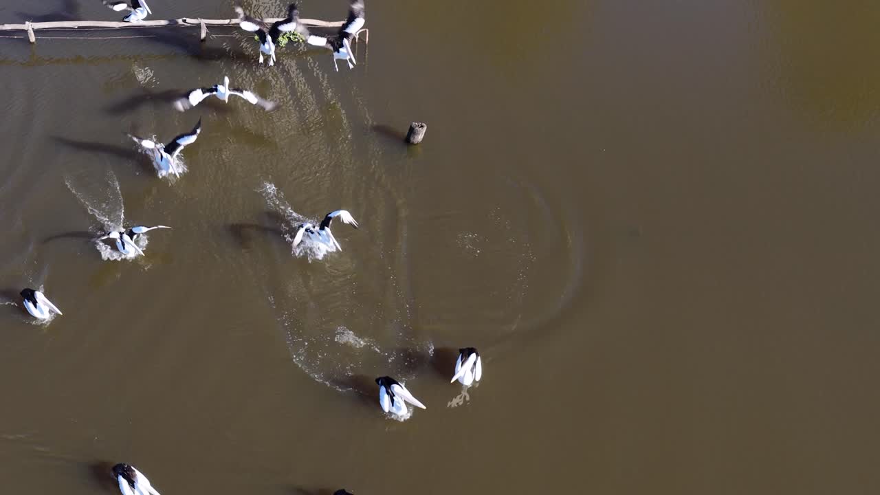 Aerial footage captures a group of Australian pelicans swimming and interacting on a brown lake, with natural sunlight and calm water ripples