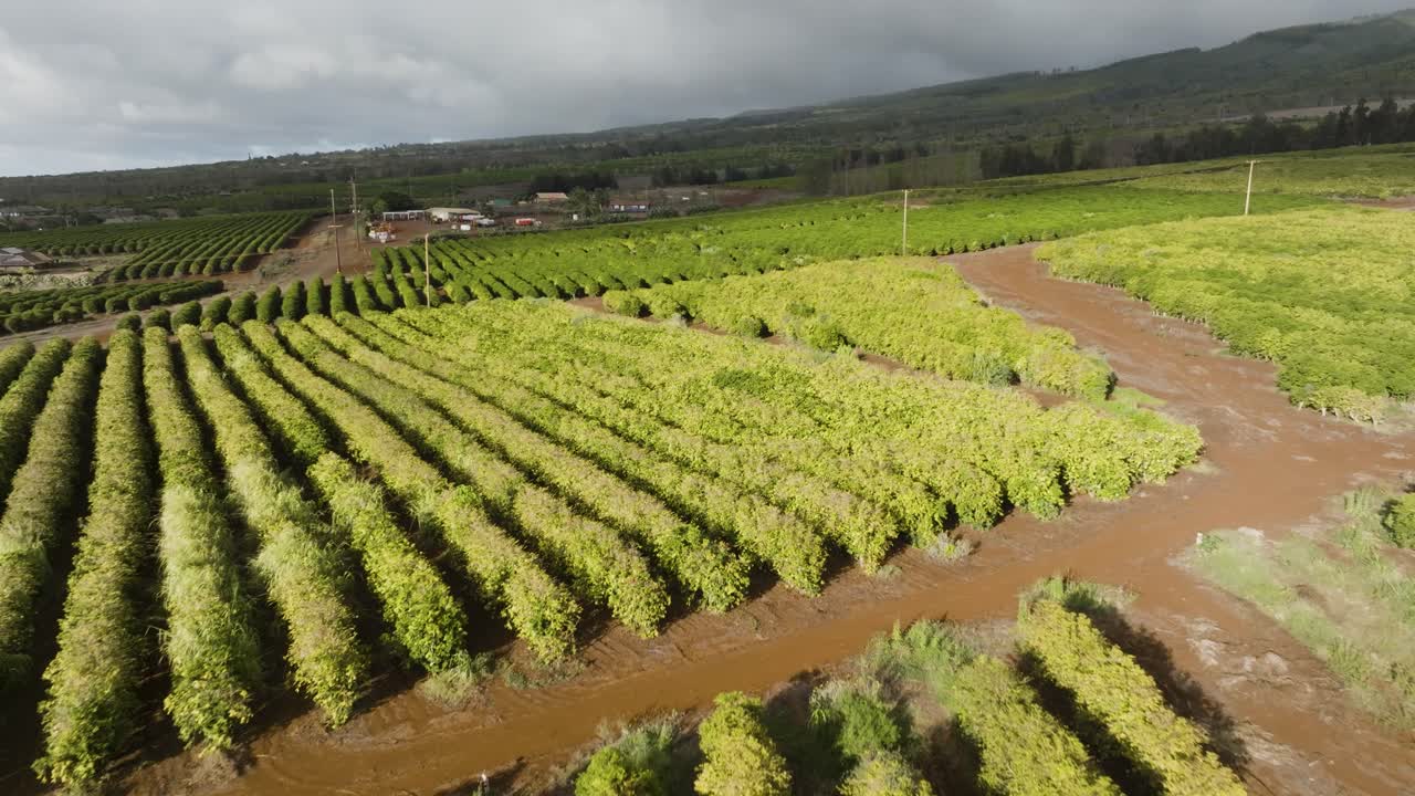 서부 마우이의 하와이 커피 농장
