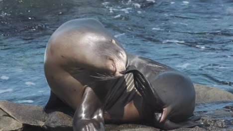 un león marino rascándose la nariz con la aleta trasera en la soleada costa californiana con las olas detrás de él