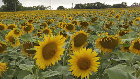 Slow-Truck-movement-at-the-level-on-a-sunflower-field-in-slow-motion