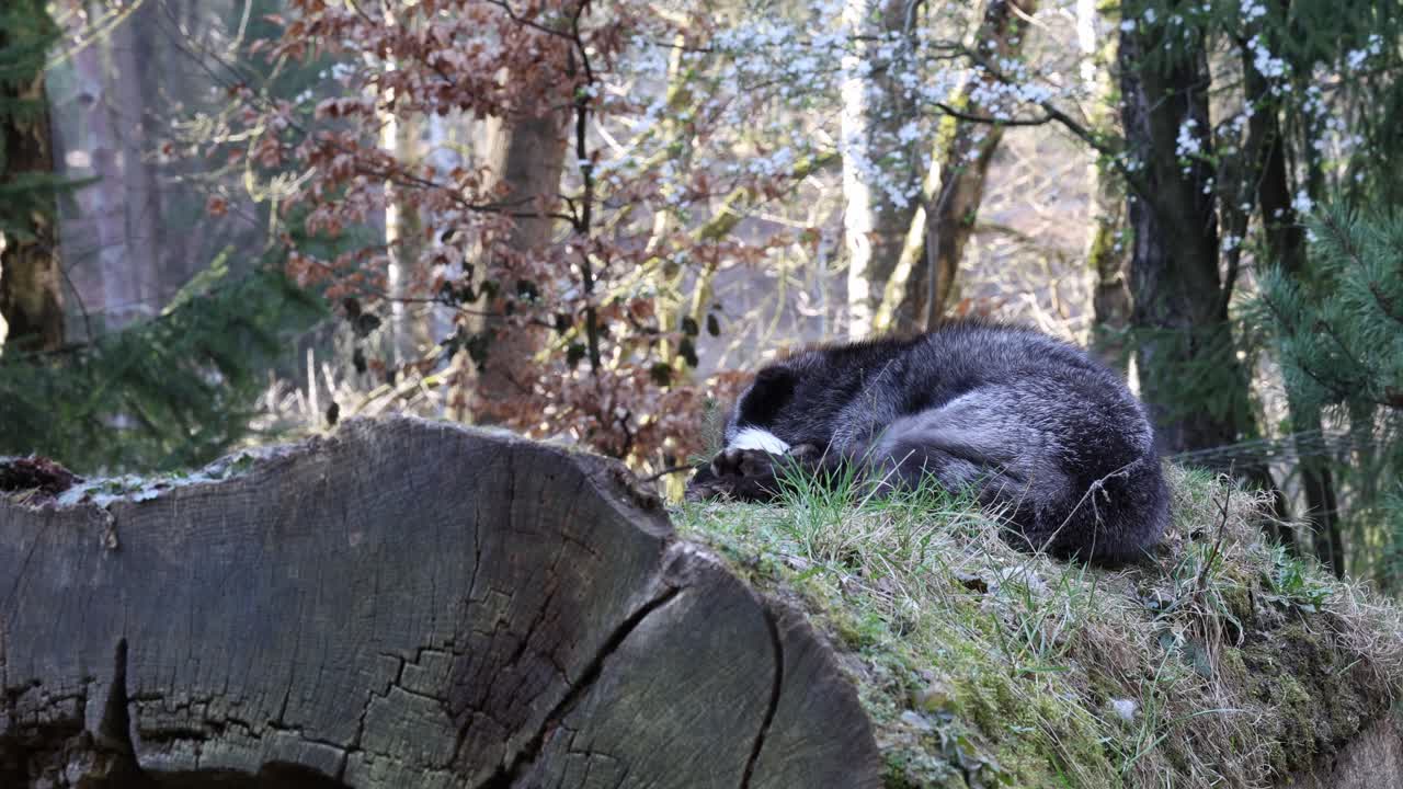 Silver fox sleeping on a log, wild fox establisher