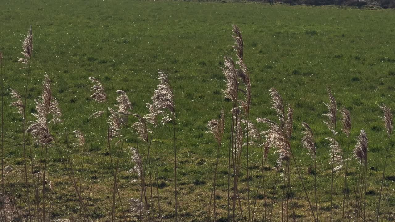 Common Reed Phragmites australis tall perennial grass found in wetlands
