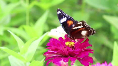 beautiful butterfly perching on pink flower with blurry green garden background