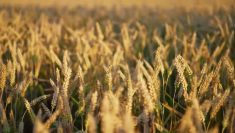 golden wheat stretches across the field as the evening sun casts a warm glow. the serene countryside captures the beauty of nature in summer, showcasing the tranquility of agricultural life.