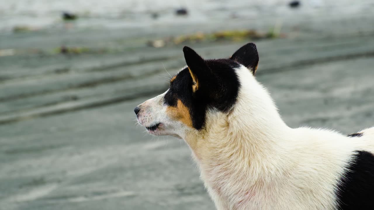perro callejero mirando alrededor en la playa en bangladesh