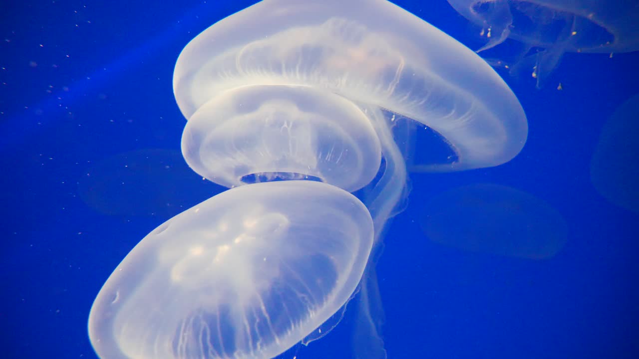 grupo de medusas blancas nadando bajo el agua dentro del acuario del zoológico, iluminadas por la luz