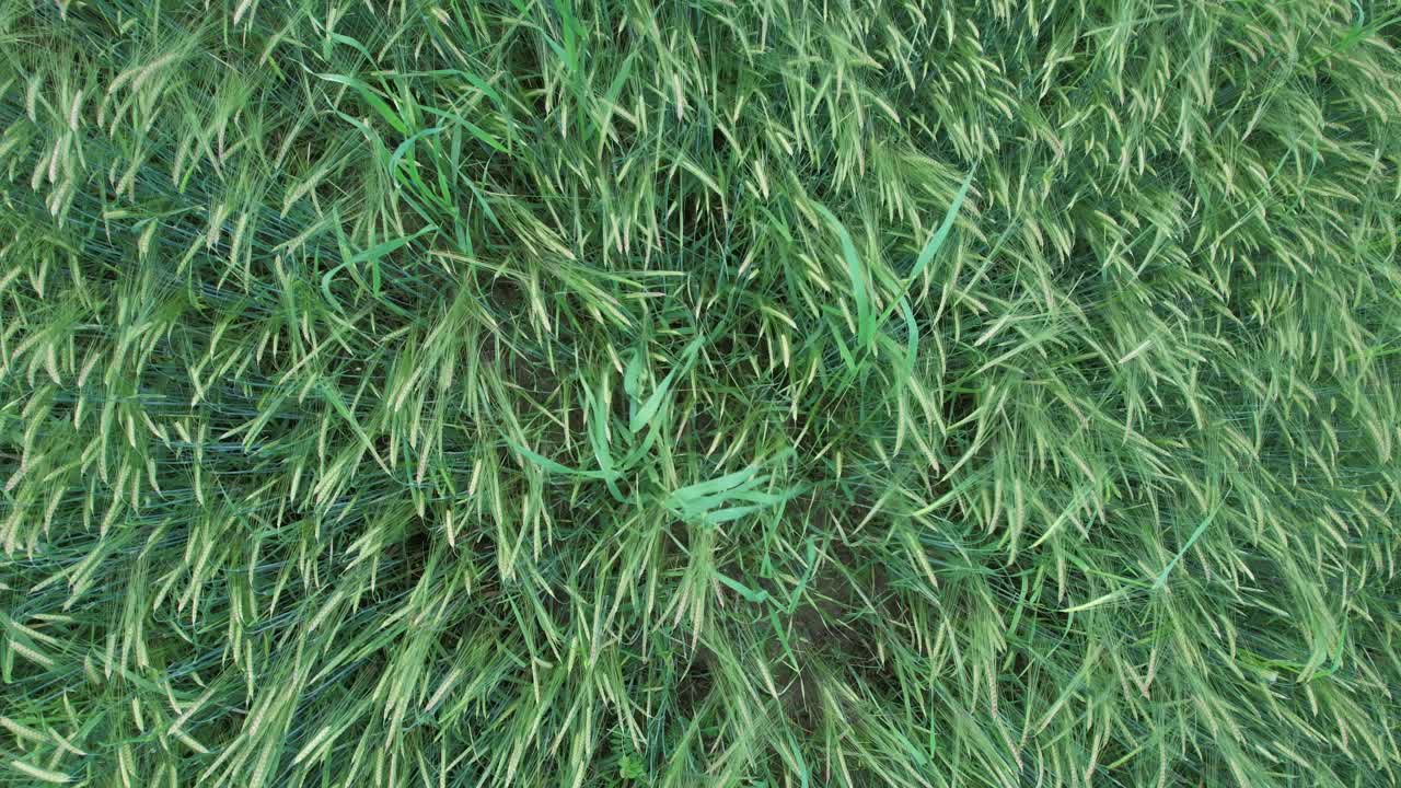 Piante coltivate verde intenso che formano una trama uniforme di texture agricola, che mostra una crescita sana della vegetazione, una superficie agricola e uno sfondo naturale per concetti di ecologia e agricoltura, scatto dall'alto verso il basso