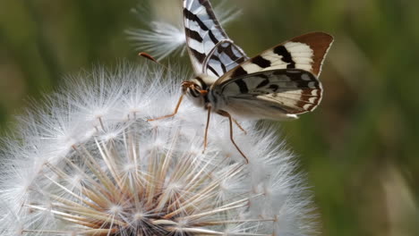 butterfly on dandelion seed head