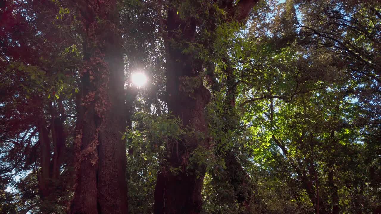 buscando el sol entre dos árboles en un bosque verde, panorámica derecha 4k 60fps