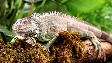 large green iguana on a mossy branch