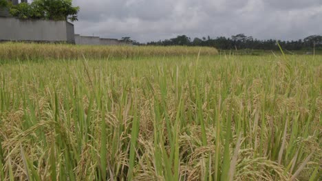 a close-up shot of a rice field