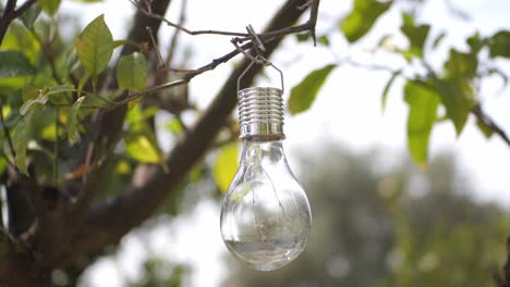 bombilla transparente colgando de la rama de un árbol