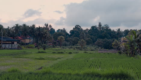 Plántulas-De-Arroz-Cerca-De-Asentamientos-Rurales-Con-Antecedentes-De-Naturaleza-Tropical-En-Ubud,-Bali-Indonesia