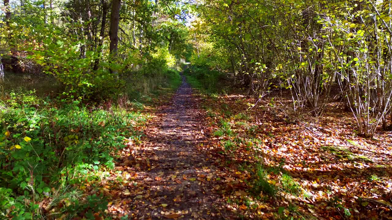 Drone flight down a peaceful autumn woodland path lined with golden trees