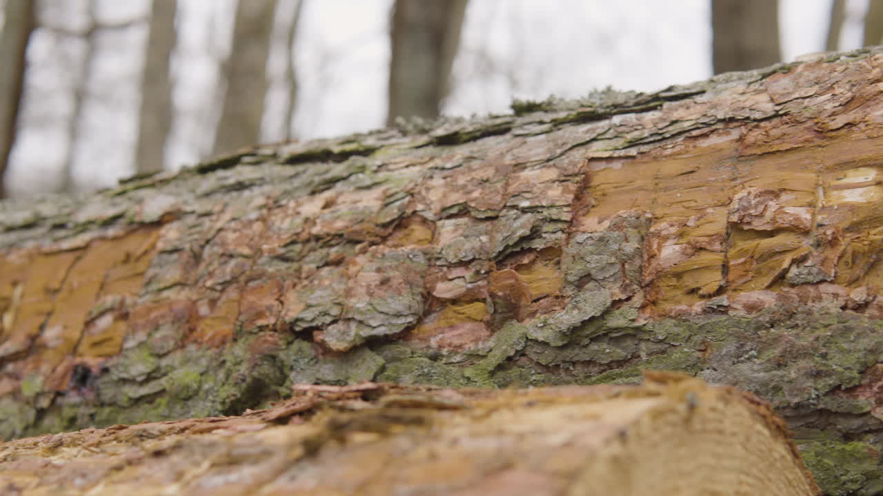 Panning shot of tree bark of log in forest woodland after deforestation - close up