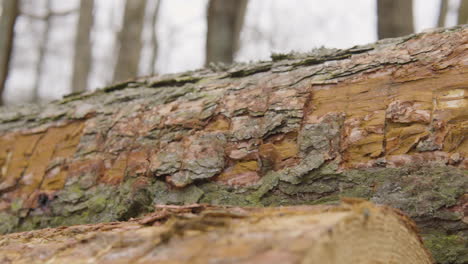 Panning-shot-of-tree-bark-of-log-in-forest-woodland-after-deforestation---close-up