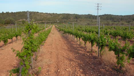 Tiro-Pan-Sobre-Hileras-De-Plantaciones-De-Viñedos-De-Uva-En-Un-Día-Soleado