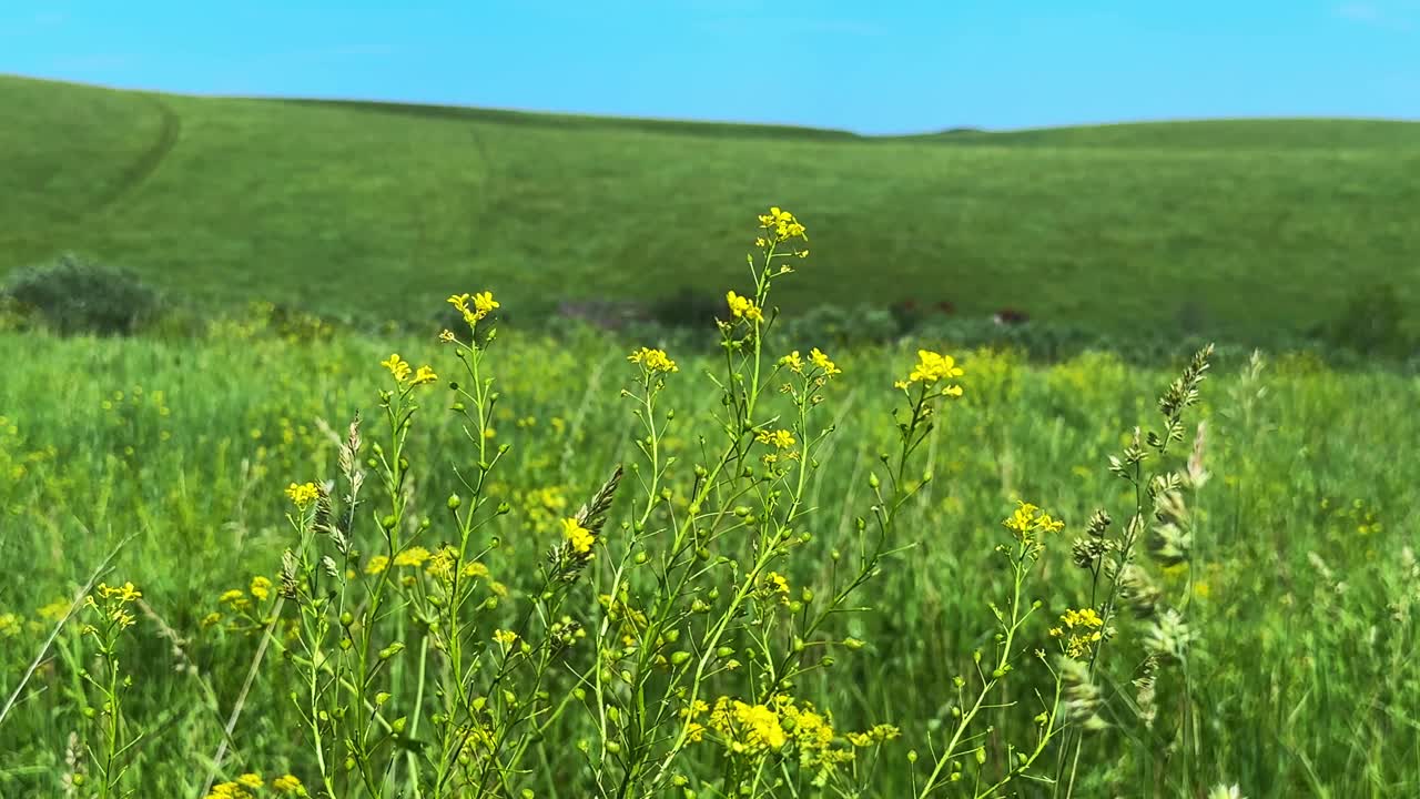 A Vibrant Meadow Scene Showcasing Lush Green Hills and Bright Yellow Wildflowers Under a Clear Blue Sky