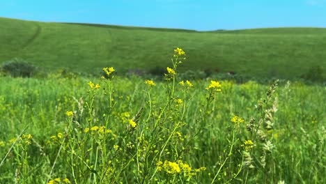 a vibrant meadow scene showcasing lush green hills and bright yellow wildflowers under a clear blue sky