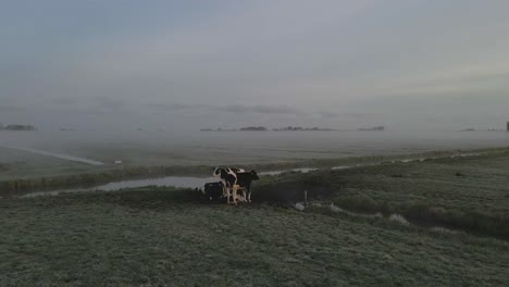 Vacas-Holstein-En-Blanco-Y-Negro-Paradas-Cerca-De-Un-Arroyo-En-Tierras-De-Cultivo-Holandesas