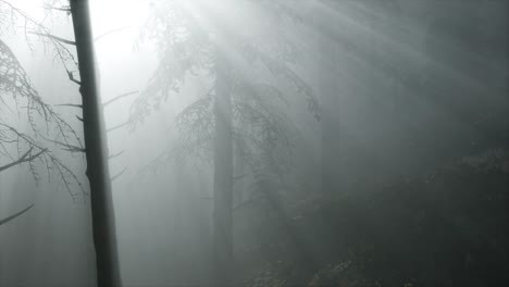 Misty-Spring-Morning-in-Pine-Tree-Forest