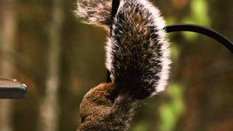 squirrels are members of the family sciuridae, a family that includes small or medium-size rodents