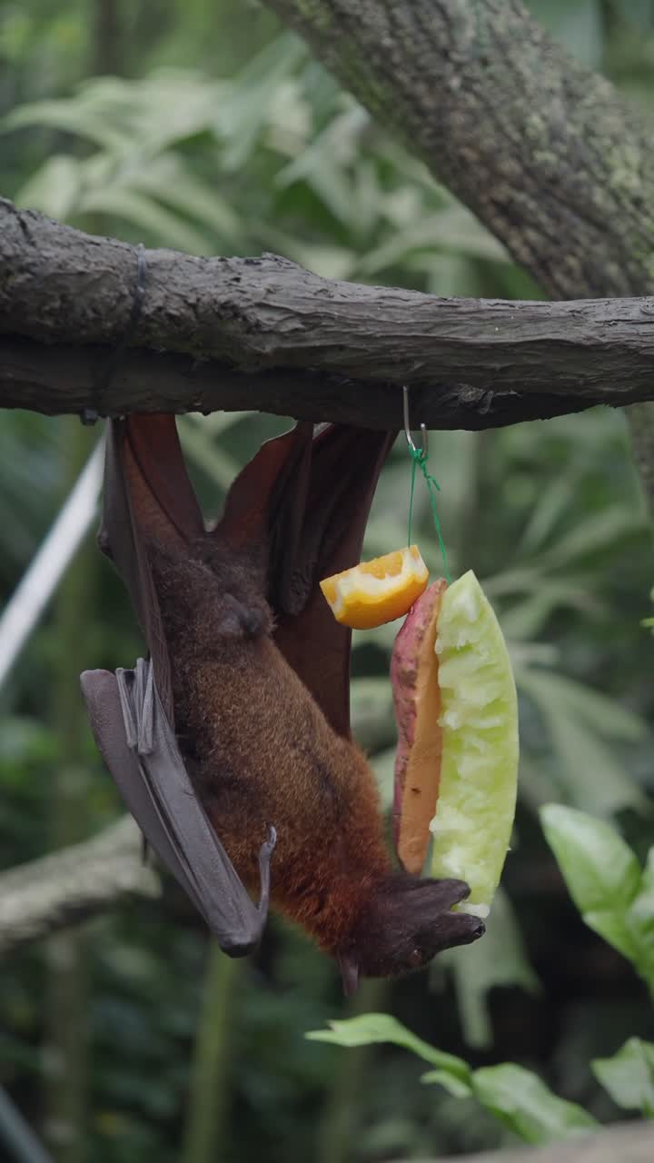 Primo piano di un pipistrello fruttivoro appeso a testa in giù che mangia frutta