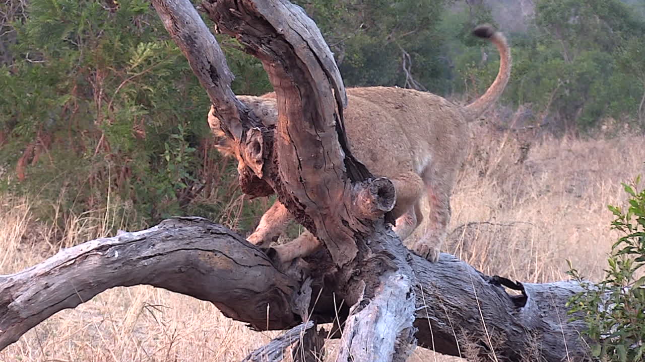Two lion cubs play on a large log in Greater Kruger National Park in South Africa
