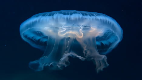 a mesmerizing jellyfish glowing in the deep blue