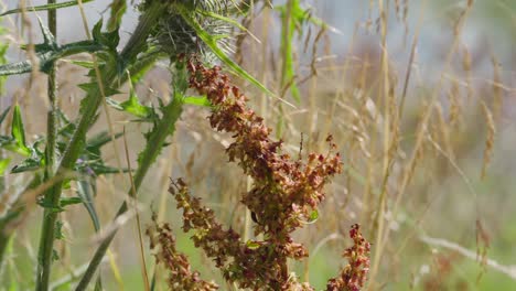 flores silvestres muertas junto a los cardos