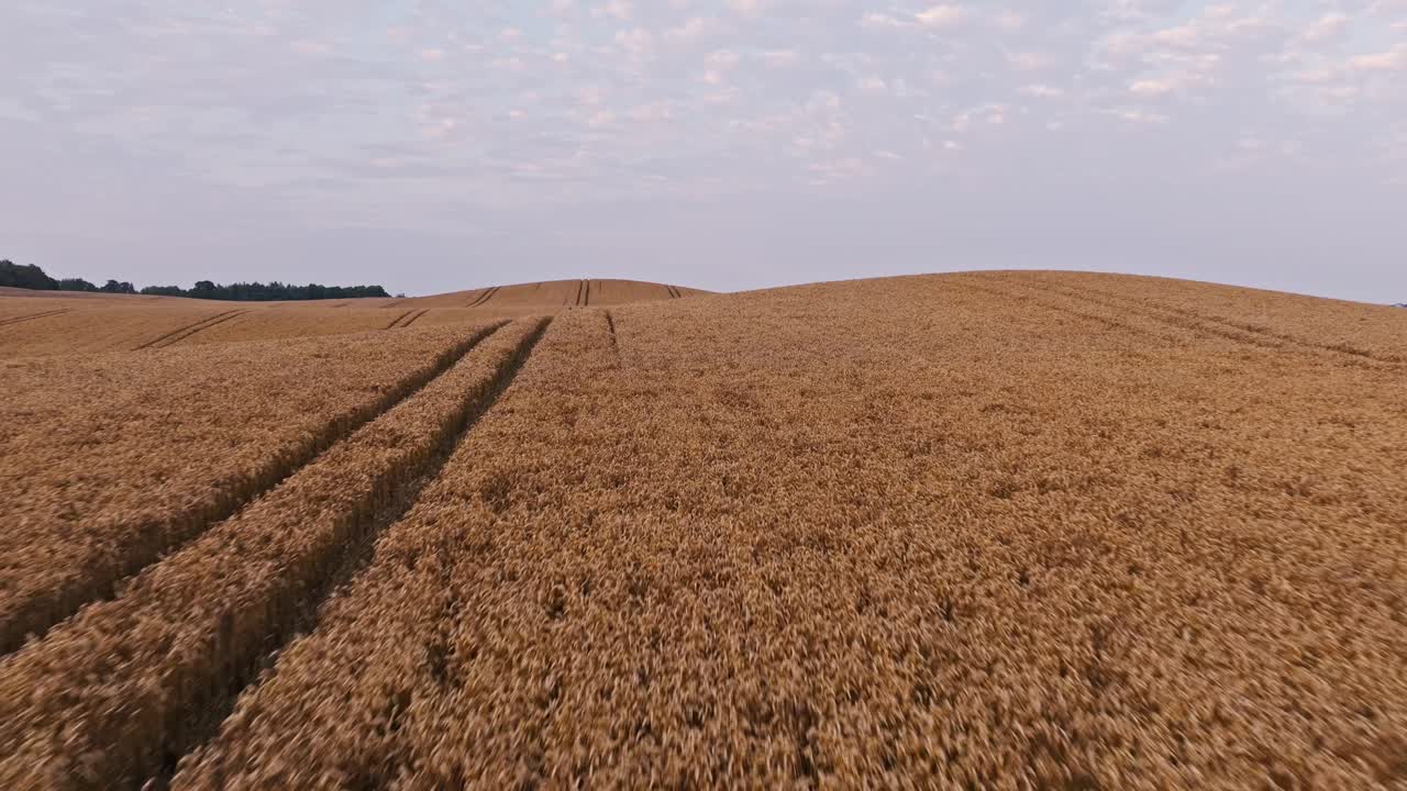 Volo all'indietro con drone a bassa quota su campo di segale dorata con solchi di trattore al mattino.