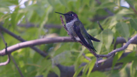 Colibrí-Sentado-En-Una-Rama-En-Cámara-Lenta