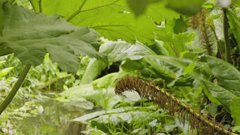 在河岸上生長巨大的 gunnera manicata 葉