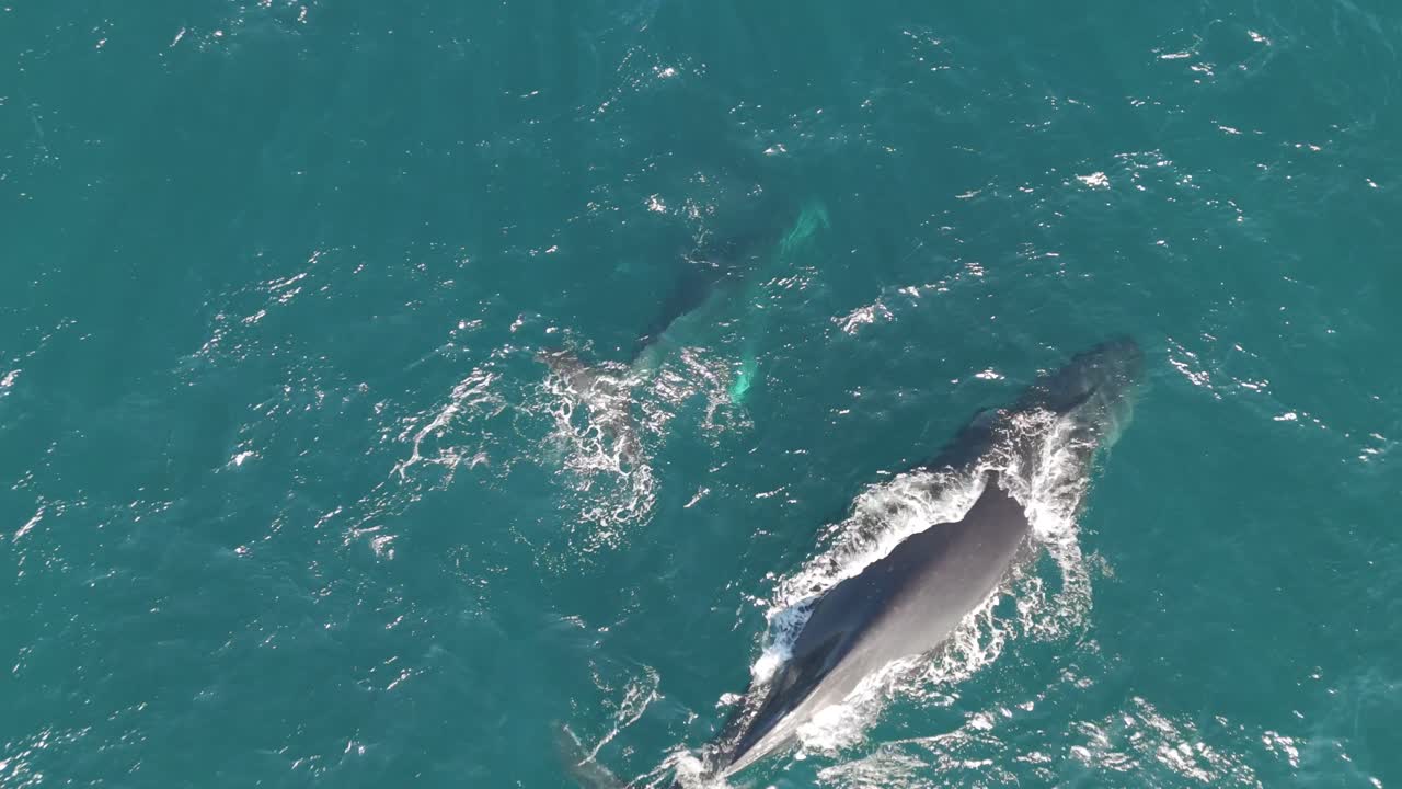 Mother humpback whale and calf traveling to the south on Sydney NSW ocean waters making rainbows when they breath on the surface of the sea.