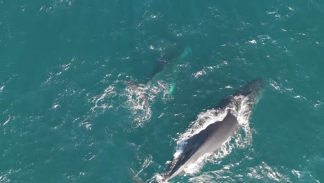 mother humpback whale and calf traveling to the south on sydney nsw ocean waters making rainbows when they breath on the surface of the sea.