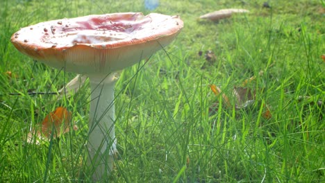 left panning horizontal shot mushroom in sunlight haze