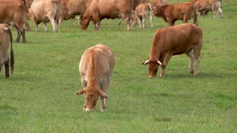 Herd-of-brown-cattle-and-cows-grazing-in-Poland-on-farm-field-during-sunlight---static-wide-shot