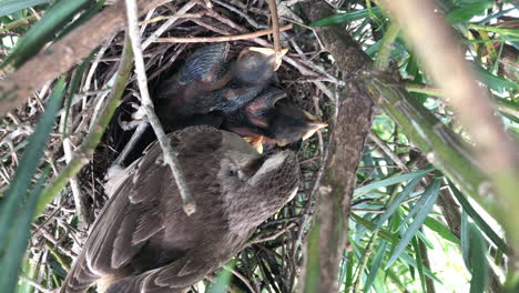 chalk-browed mockingbird with hatchlings resting on its nest on a tree