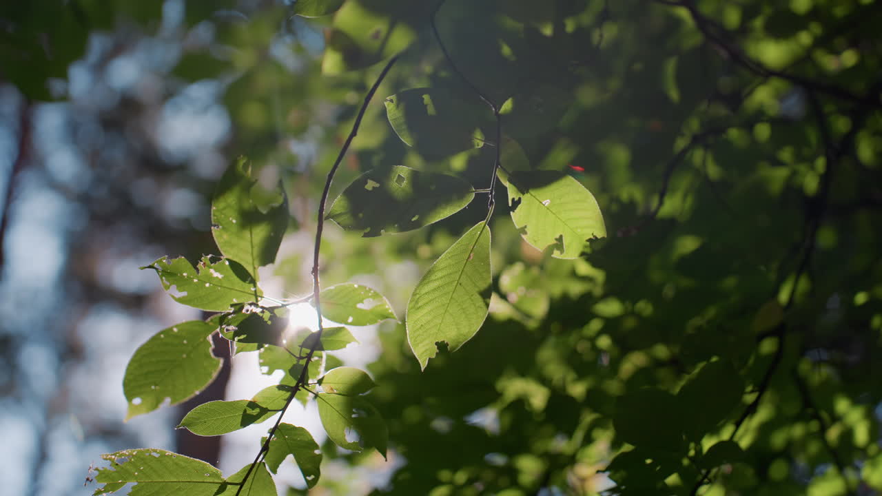Beautiful sunlight beam filtering through tree branches with soft bokeh background, highlighting natural glow on green leaves, delicate light patterns, and dreamy atmosphere
