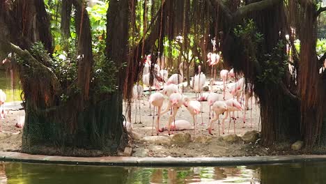 los flamencos se reúnen junto a un estanque sereno
