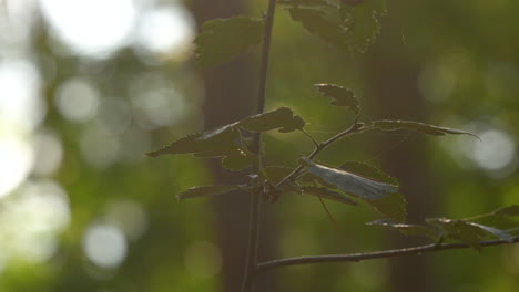 A-twig-with-green-leaves-sways-in-the-wind-against-a-beautifully-blurred-bokeh-background---macro-shot