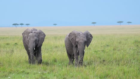 young baby elephants walking together in barren maasai mara landscape african wildlife in national reserve, kenya, africa safari animals in masai mara north conservancy