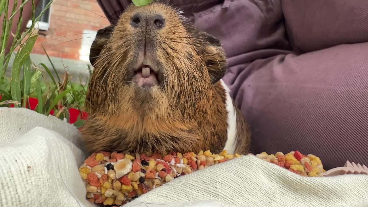 기니피그 먹는 것