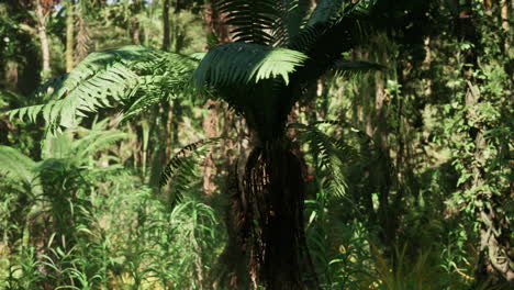 tropical forest with lush ferns