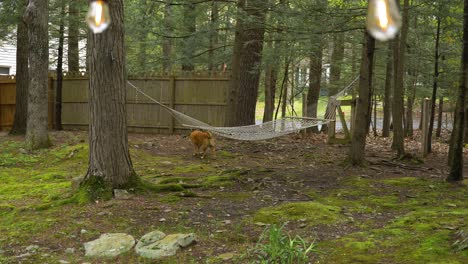perro curioso explorando el jardín boscoso de musgo con una hamaca de cuerda suspendida del tronco del árbol