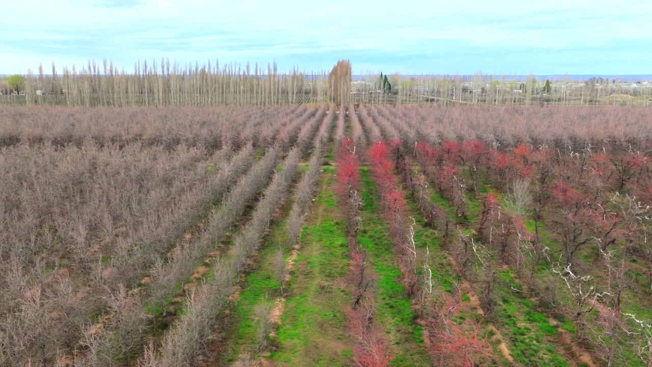 Pomar de peras, árvores frutíferas dormentes em fileiras alinhadas, cobertura vegetal verde, quebra-ventos de choupos, terras agrícolas irrigadas e agricultura no vale da Patagônia, movimento lateral de drone