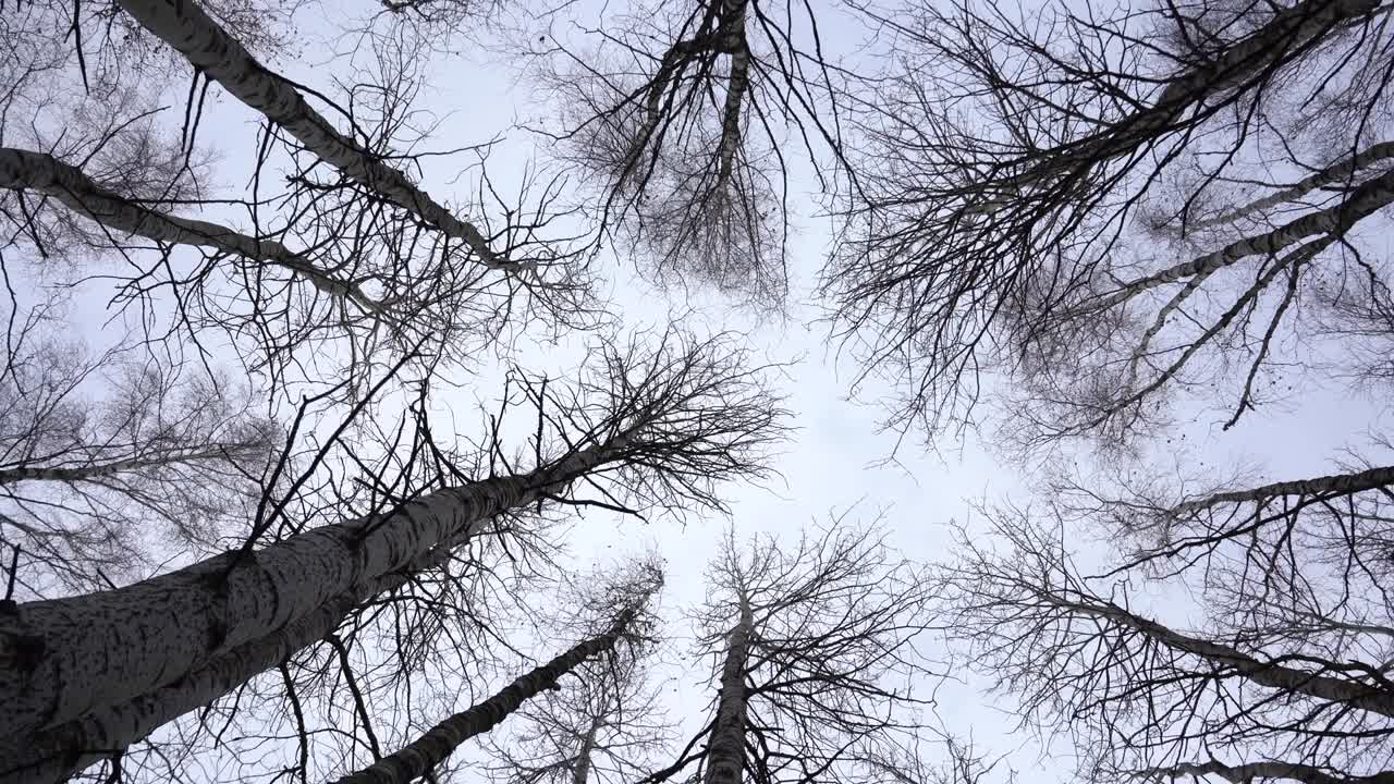 Rotating aspens in the forest shot from below