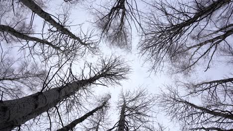 aspens giratorios en el bosque disparado desde abajo
