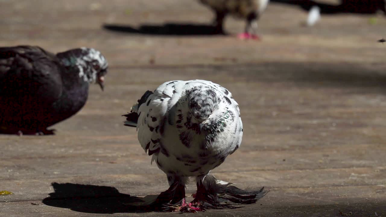 una hermosa paloma gris blanca se sienta en una plataforma de madera. la paloma descansa después de comer. se calienta al sol y duerme. soleada mañana de verano en el parque.