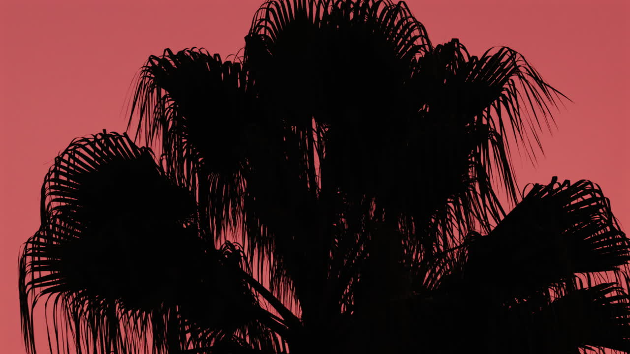 Palm leaves form a dark silhouette against a pastel pink sunset sky